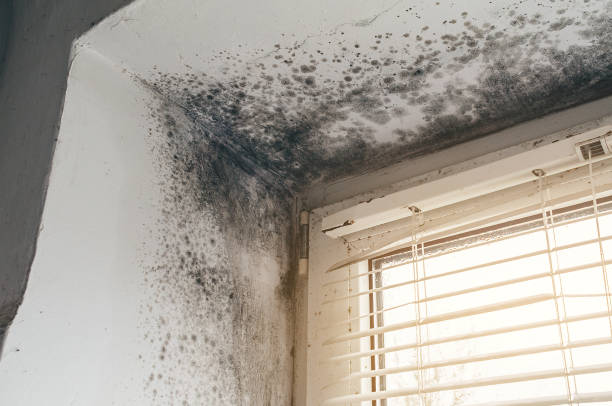 Affordable Black Mold Remediation solutions in Hazlehurst, GA